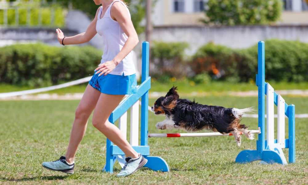 dog-training-courses