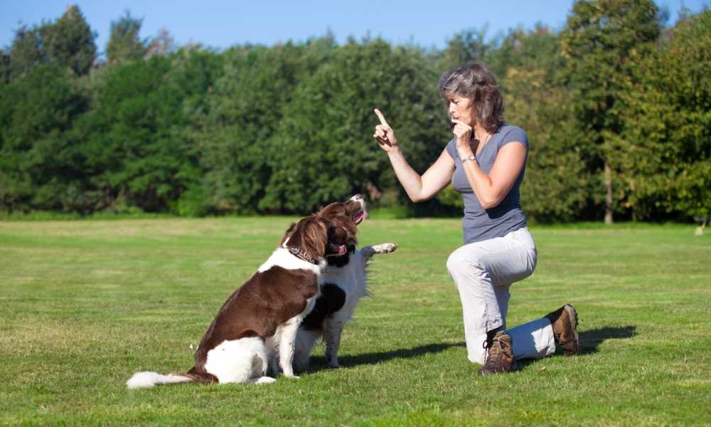 Dog Training Classes