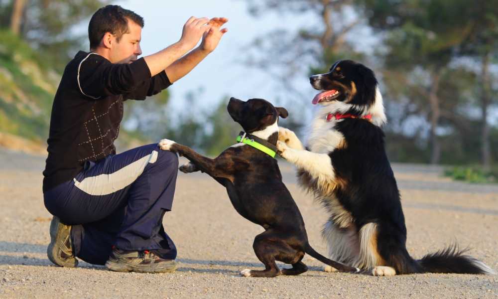 Dog Training Commands List