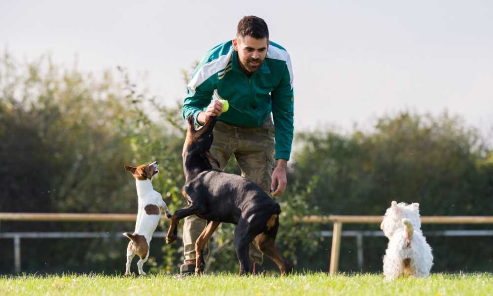 Dog Training Courses