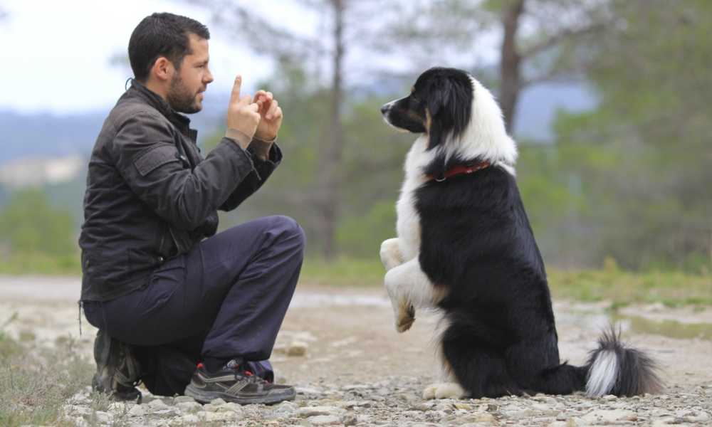 Obedience Training for Dogs