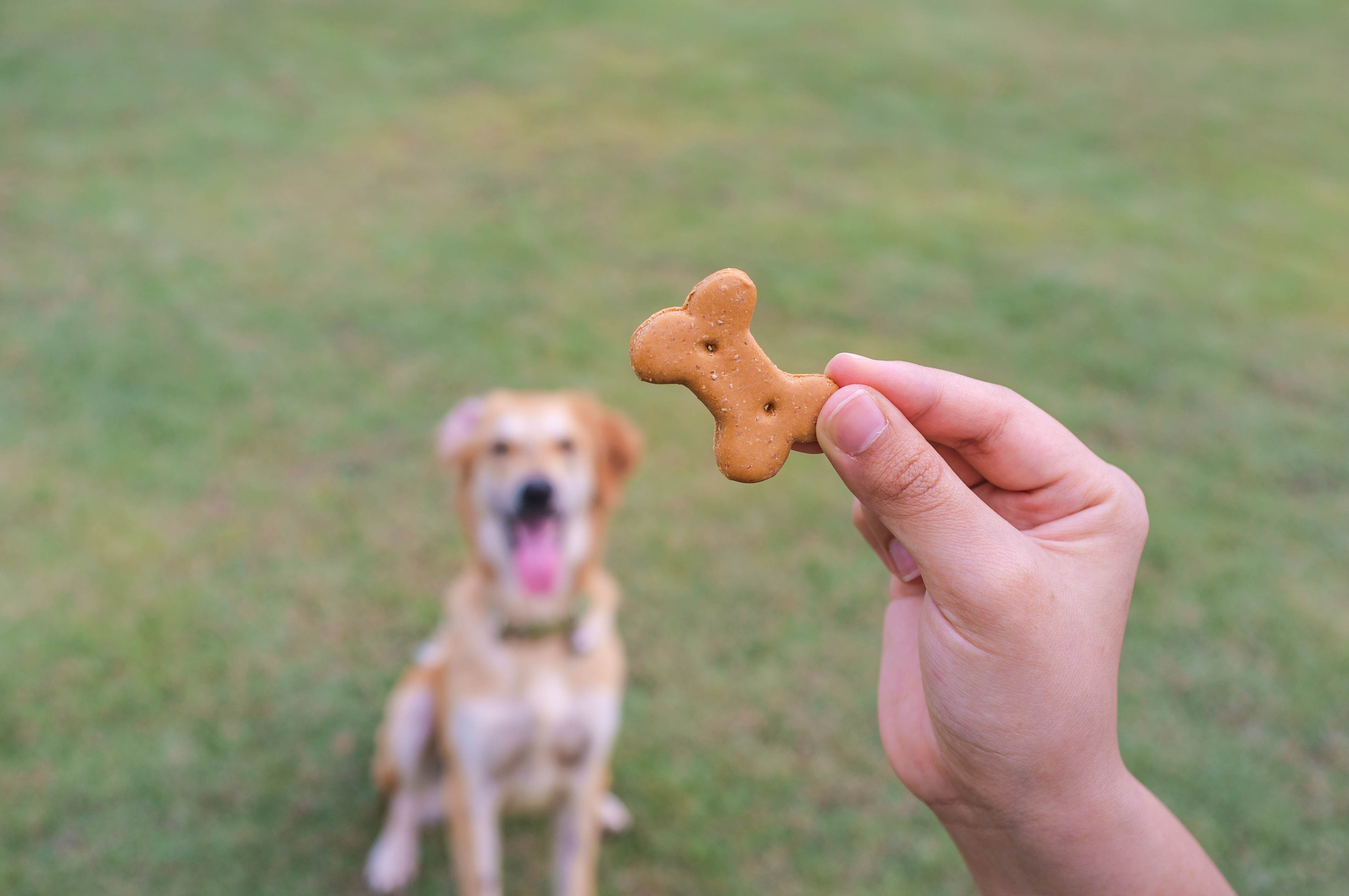 Tricks for Treats Training your Dog with Food Training My Best Friend