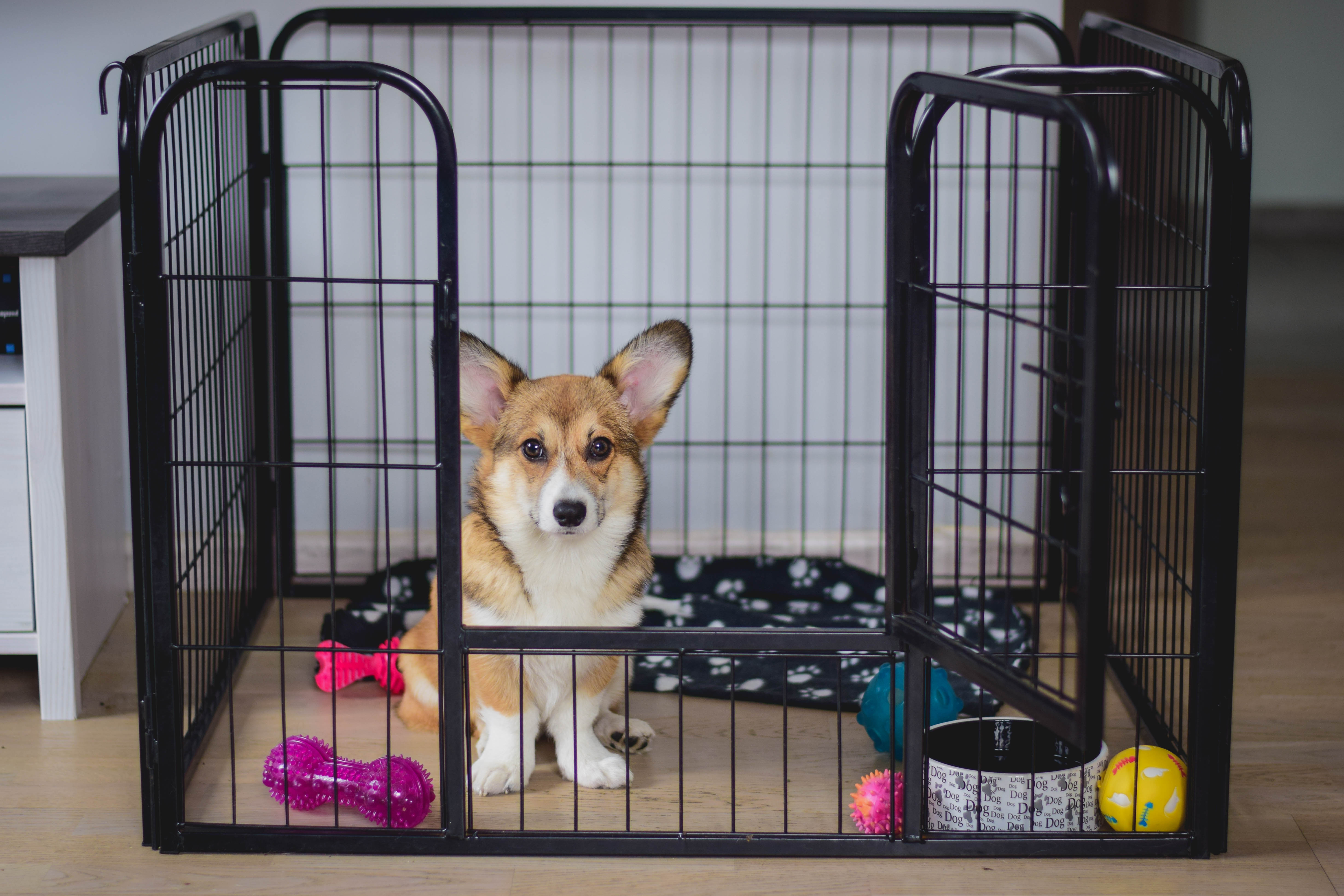 crate training a puppy