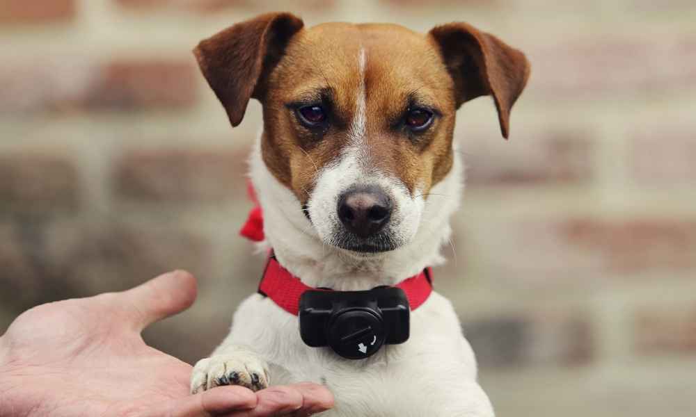 Are Bark Collars Safe for Dogs