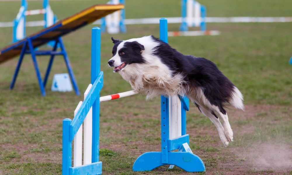 dog agility class