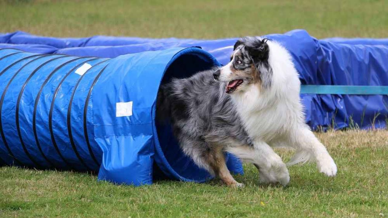 Best Agility Training Tunnel of 2019 