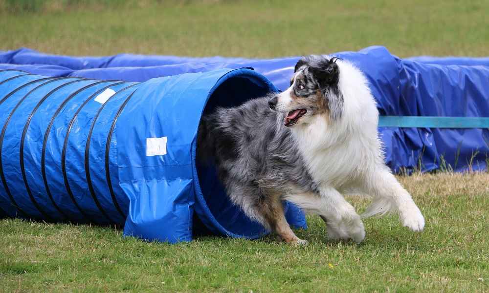 Best Agility Training Tunnel