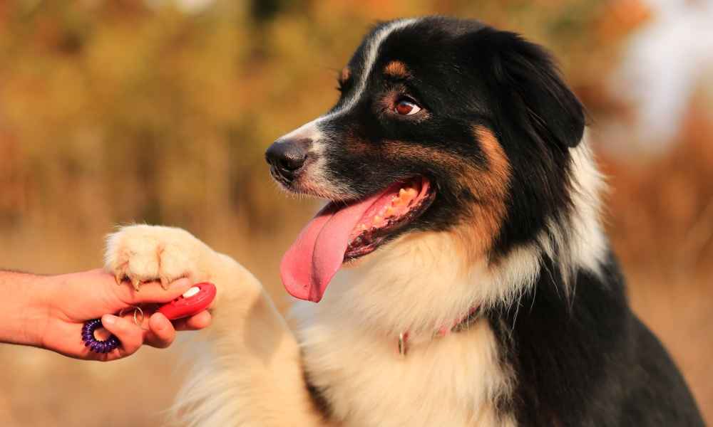 Best Clicker for Dog Training