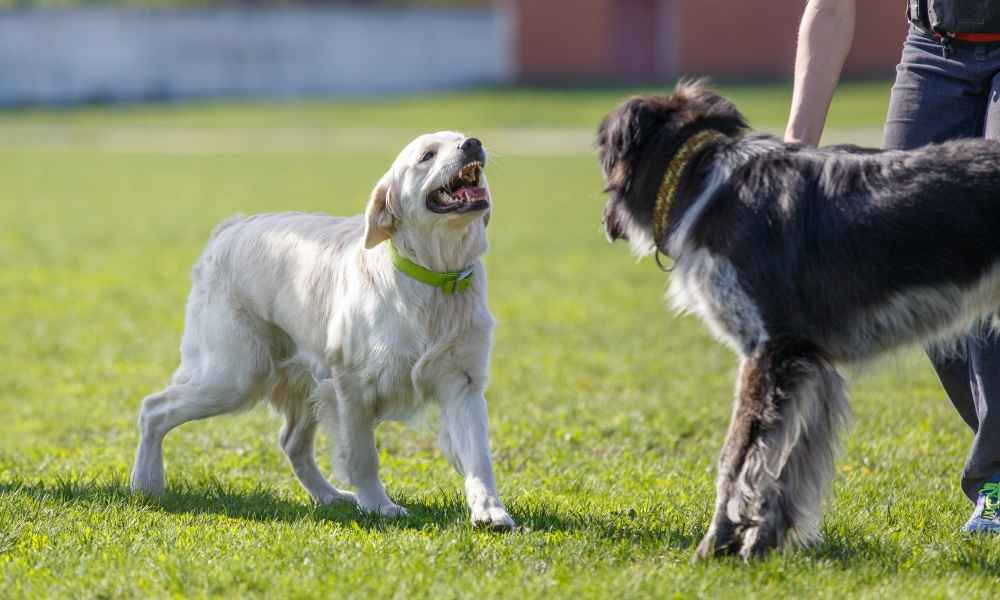 Best Dog Bark Collar