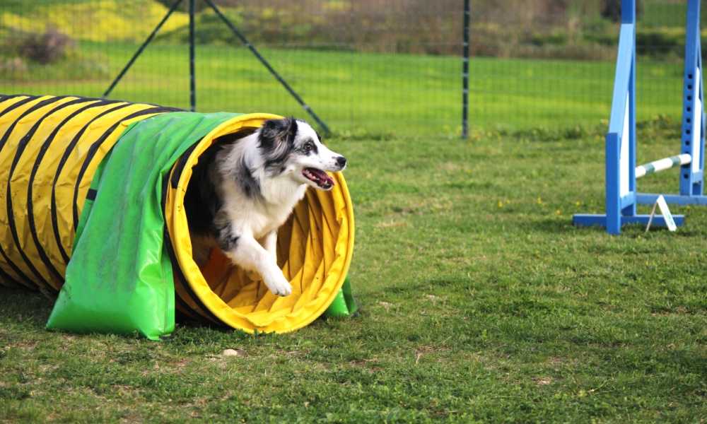 large dog agility tunnel