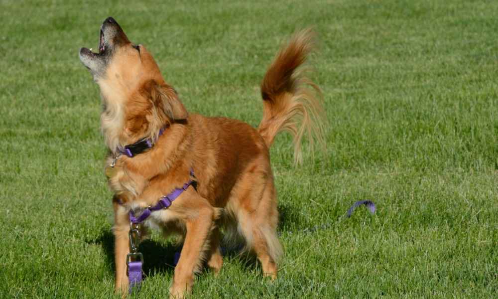 Do Bark Collars Work for Separation Anxiety