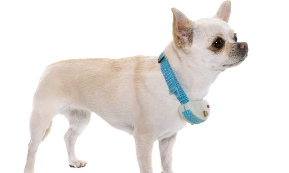 toy dog shock collar