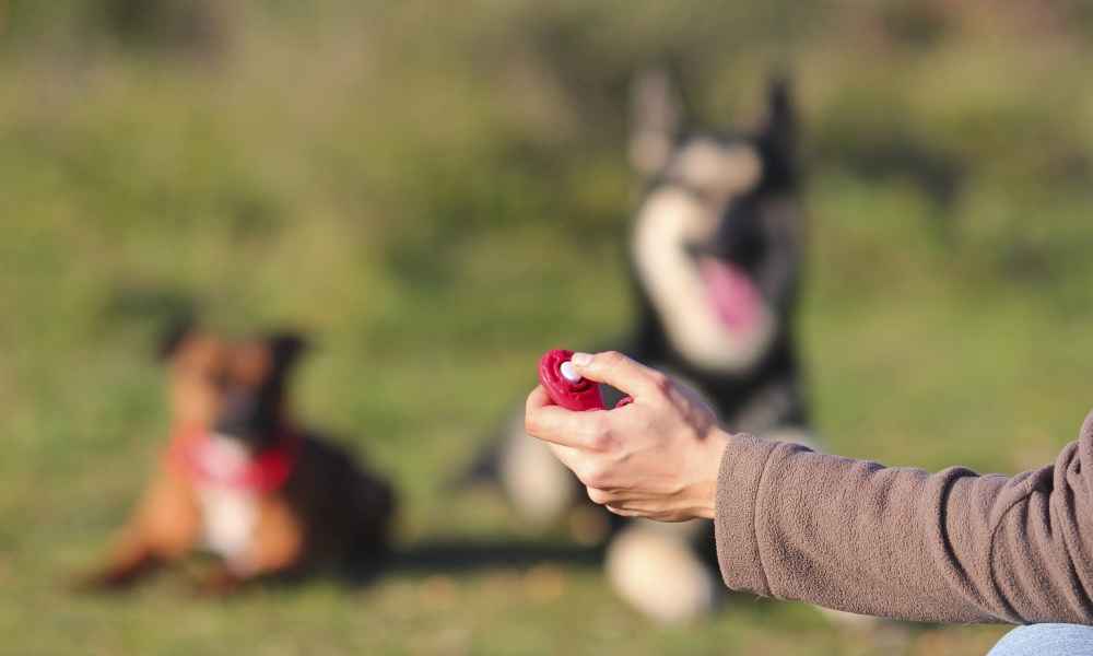 How Early Can You Start Clicker Training