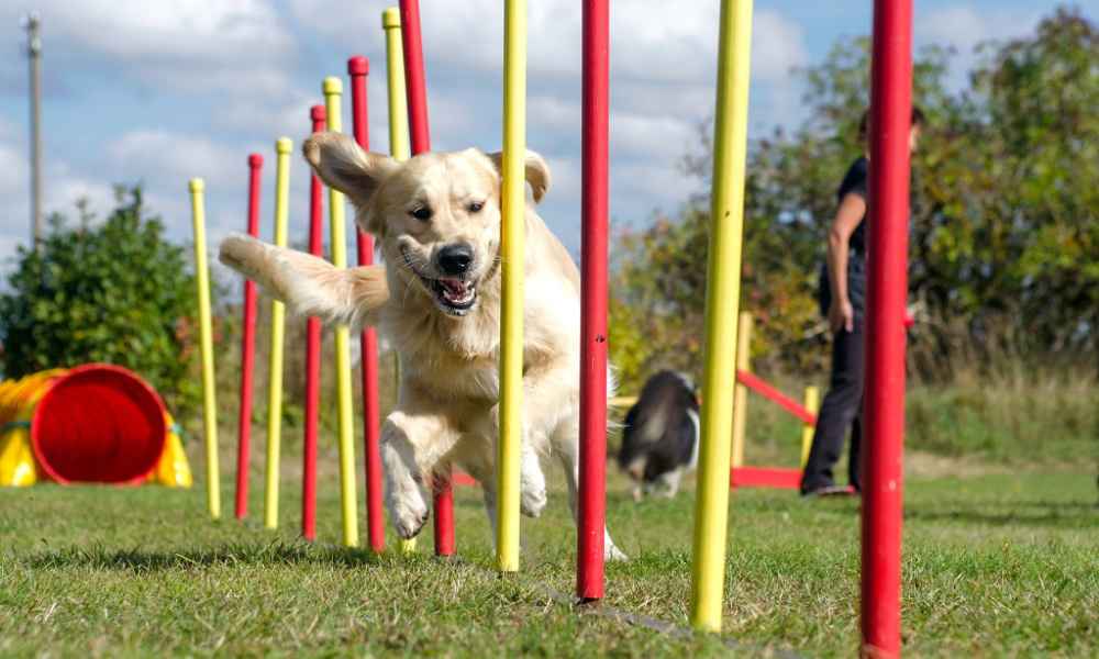 How to Train a Dog for Agility