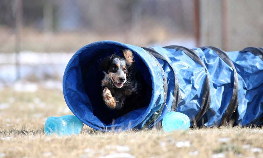 JAXPETY Agility Tunnel Review