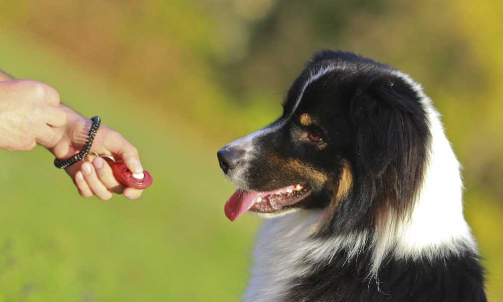 KPCT Dog Training Clicker Review
