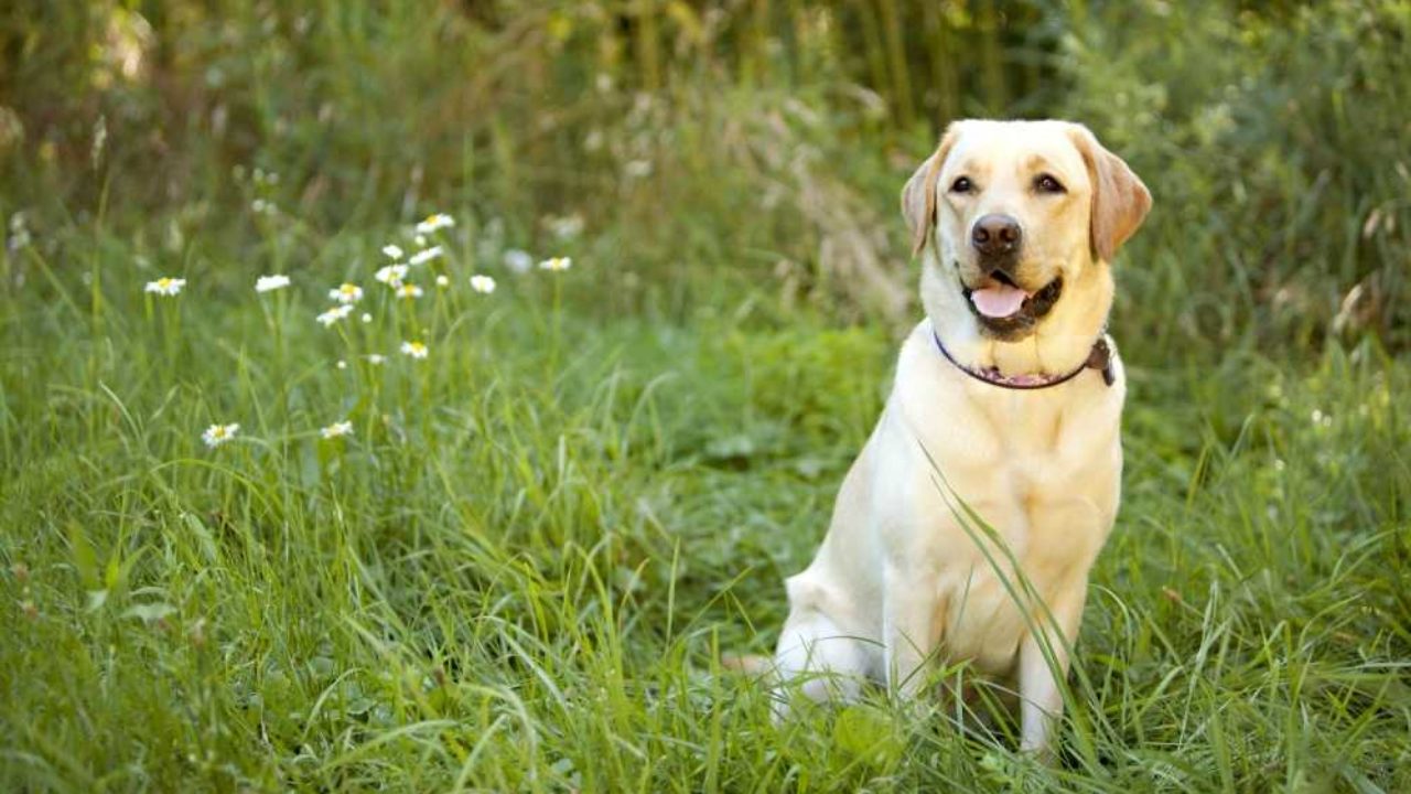 lovatic dog bark collar