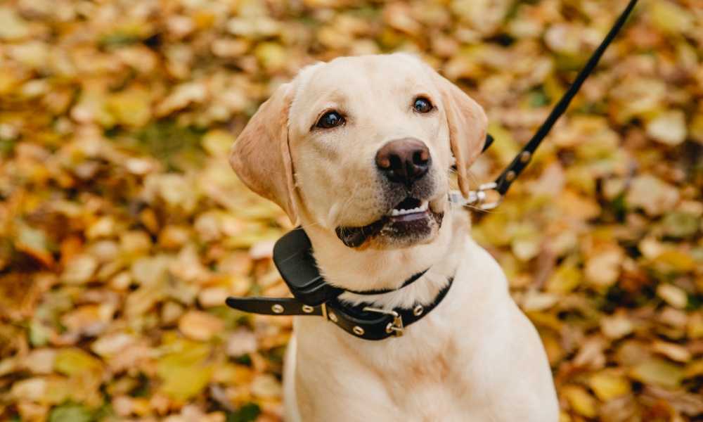 pop view dog collar