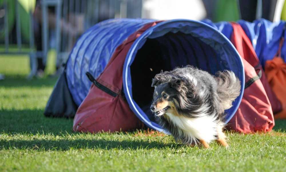 Pacific Play Tent Agility Dog Training Chute Review