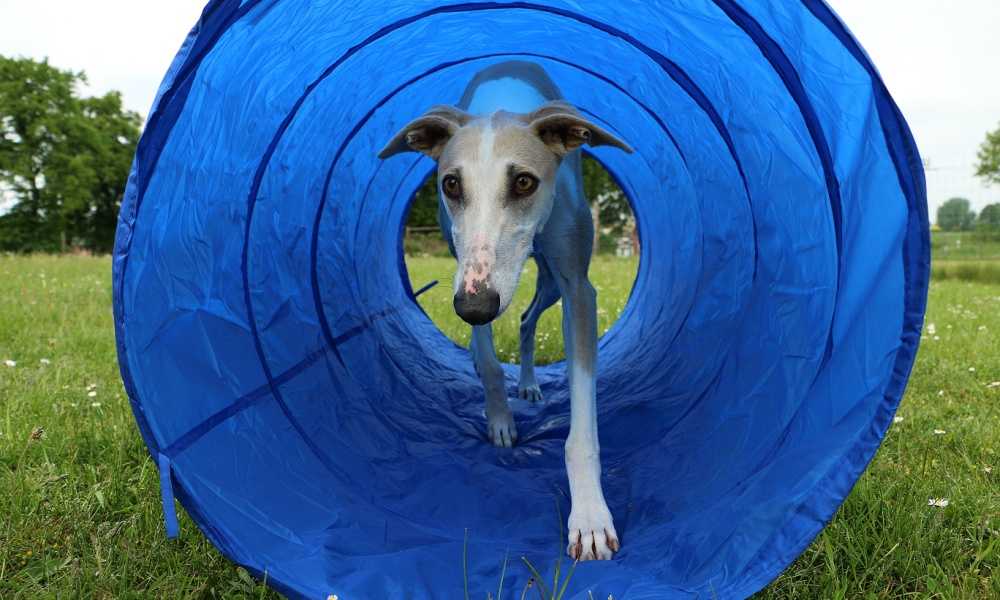 PawHut 16’ Agility Tunnel Review