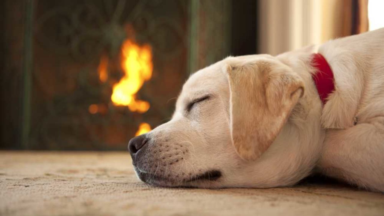 regirock bark collar