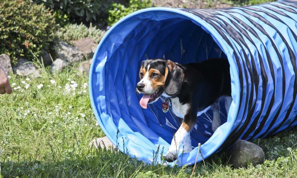 Rosewood Dog Agility Tunnel Review