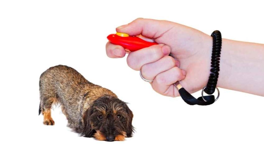 What Does a Dog Clicker Do?