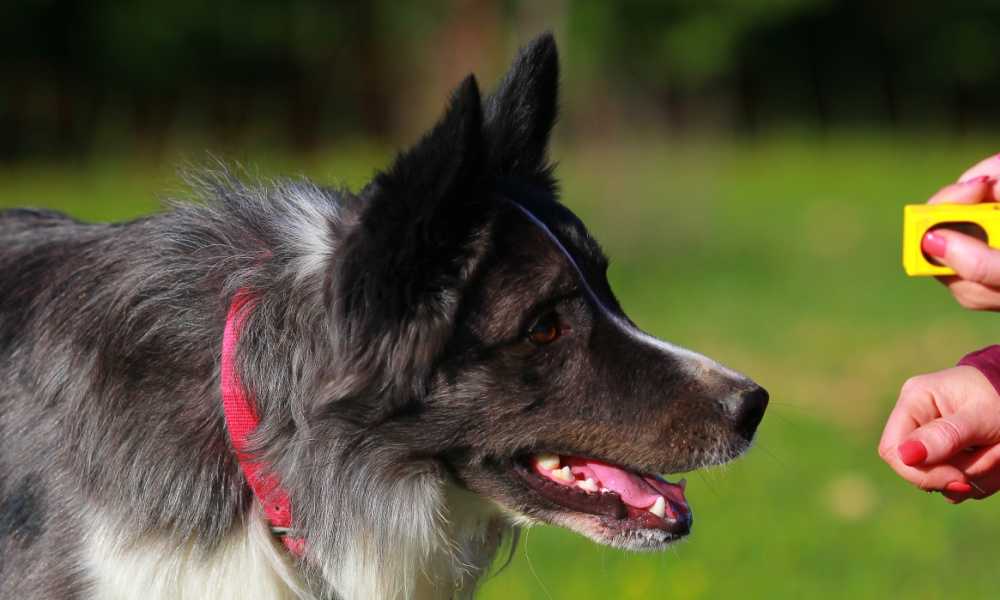 SunGrow Clicker Dog Training Tool Review