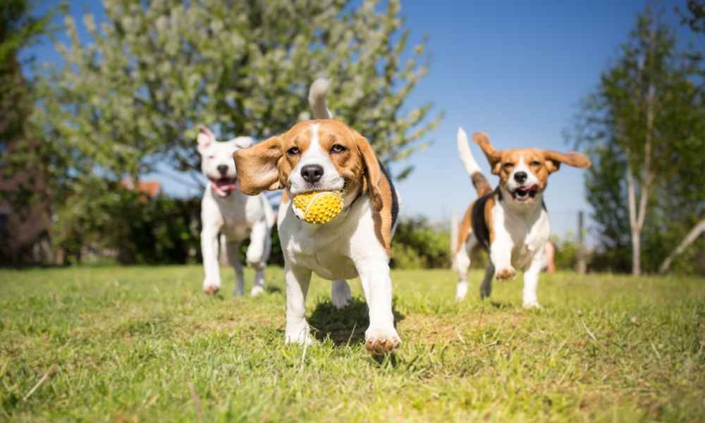 When to Start Obedience Training for Puppies