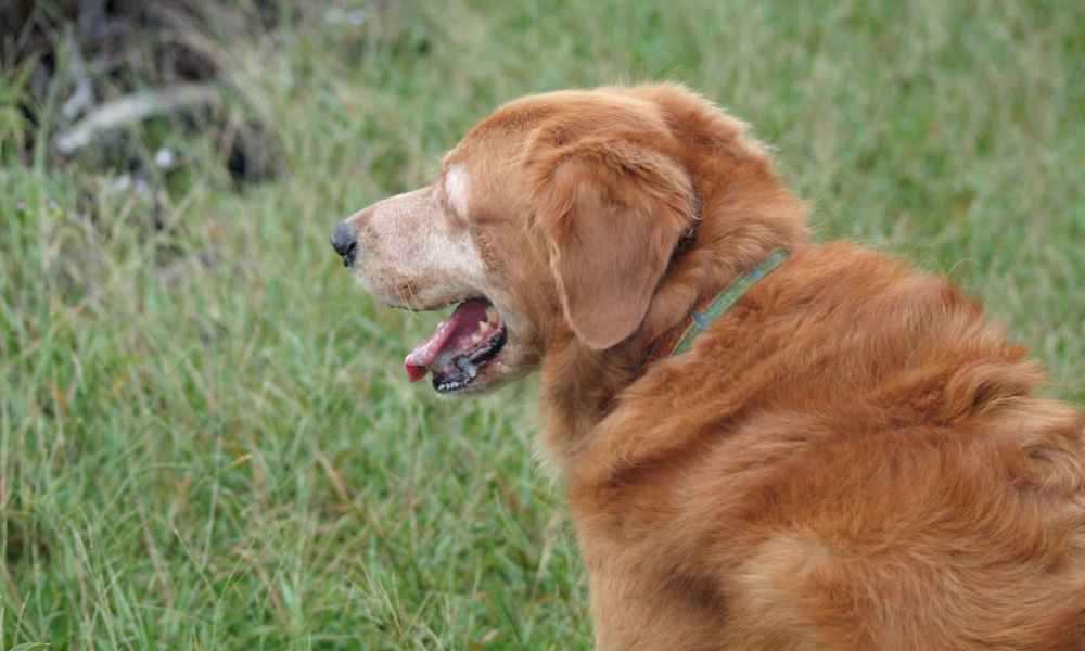 anxiety issues that are affecting your dog