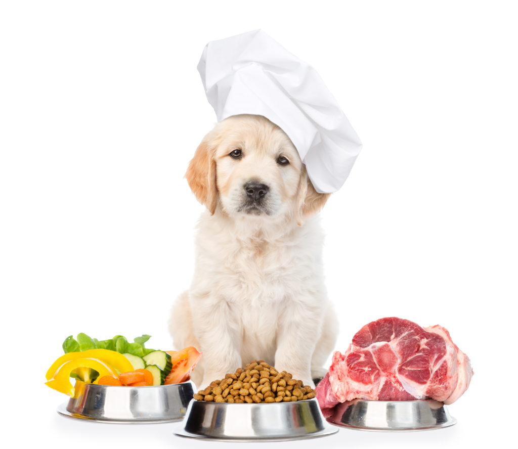 Best Healthy Dog Foods for 2019 Training My Best Friend