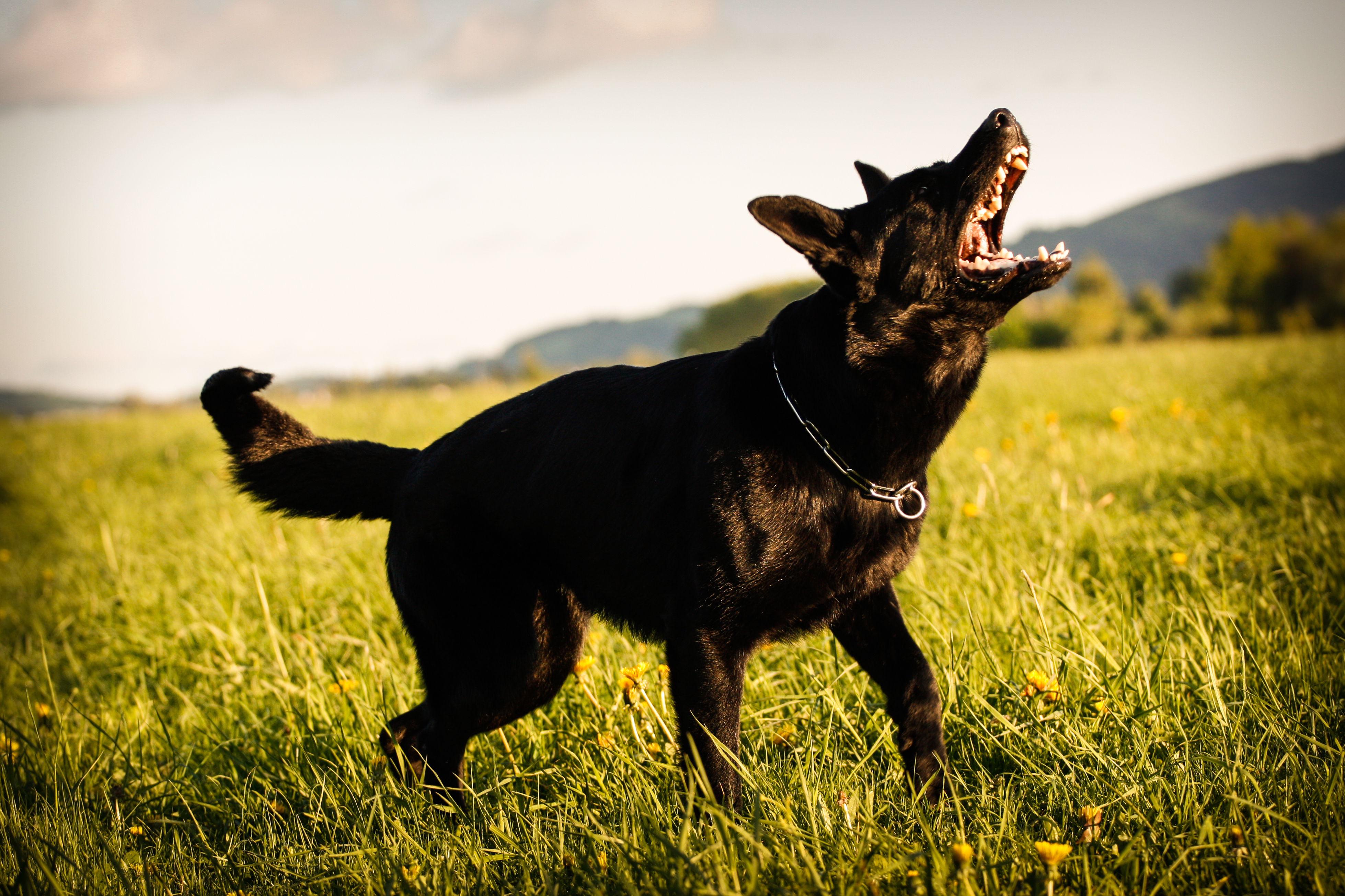 How Does a Bark Collar Work? Training My Best Friend