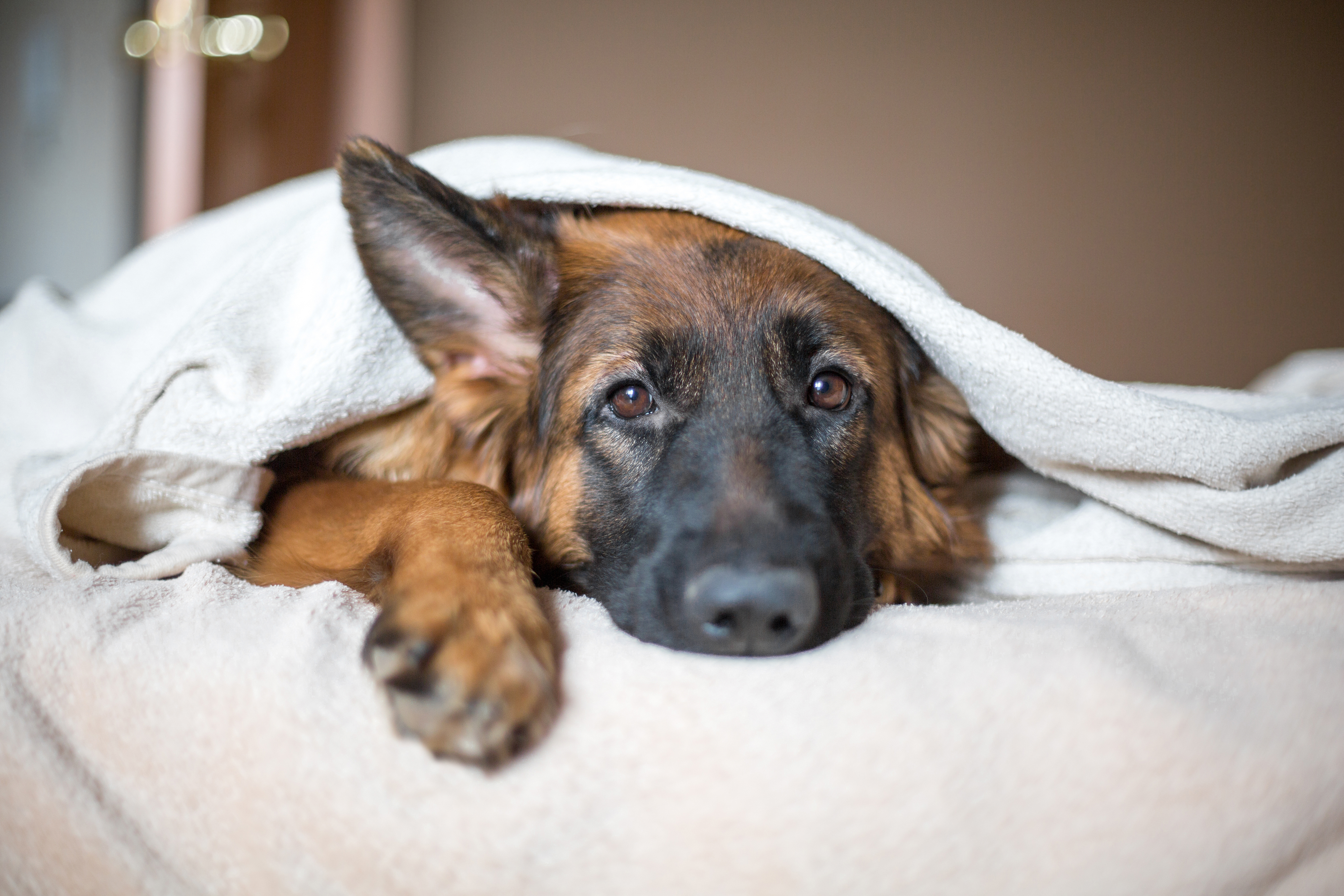 best type of beds for german shepherds