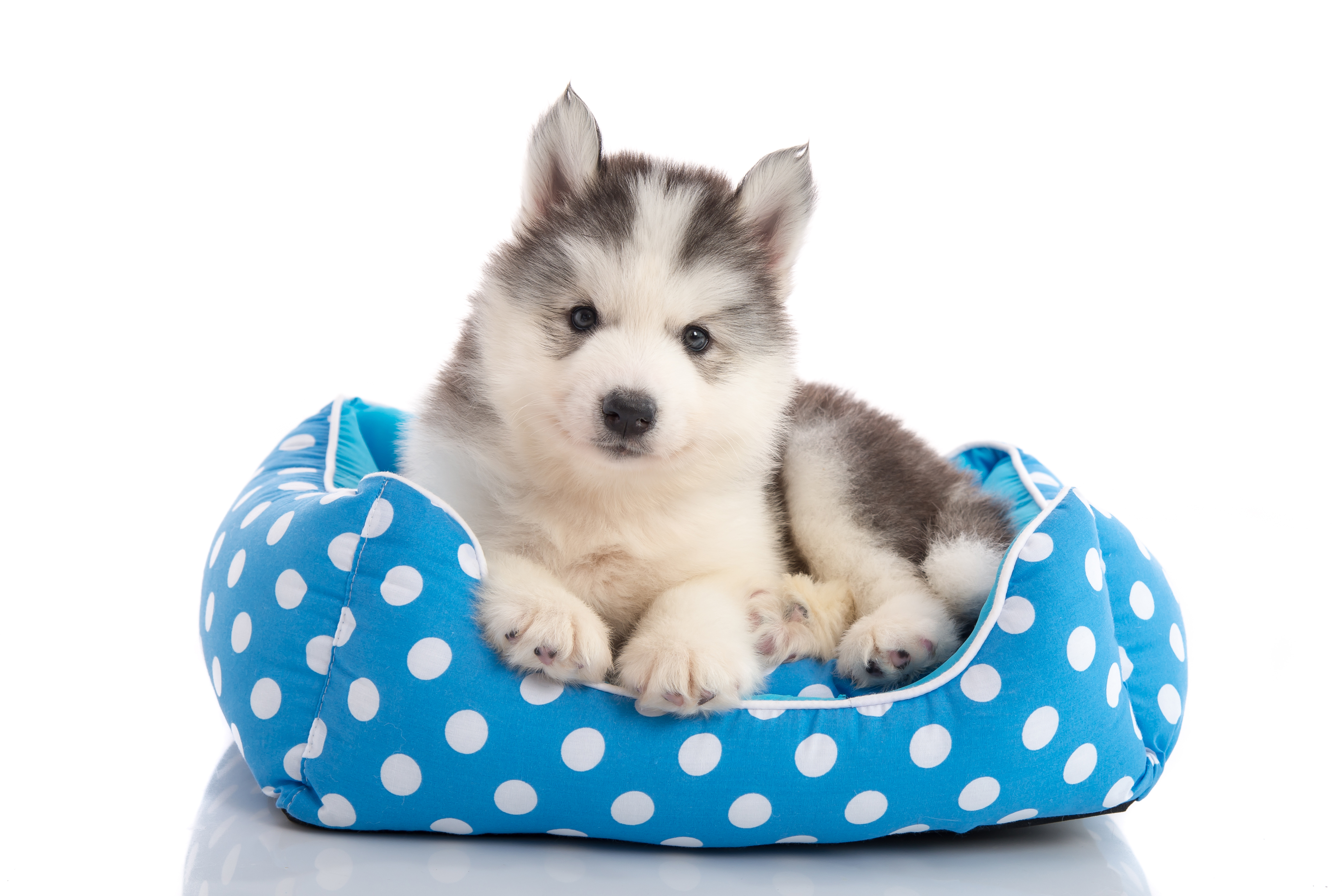 dog ate stuffing out of bed