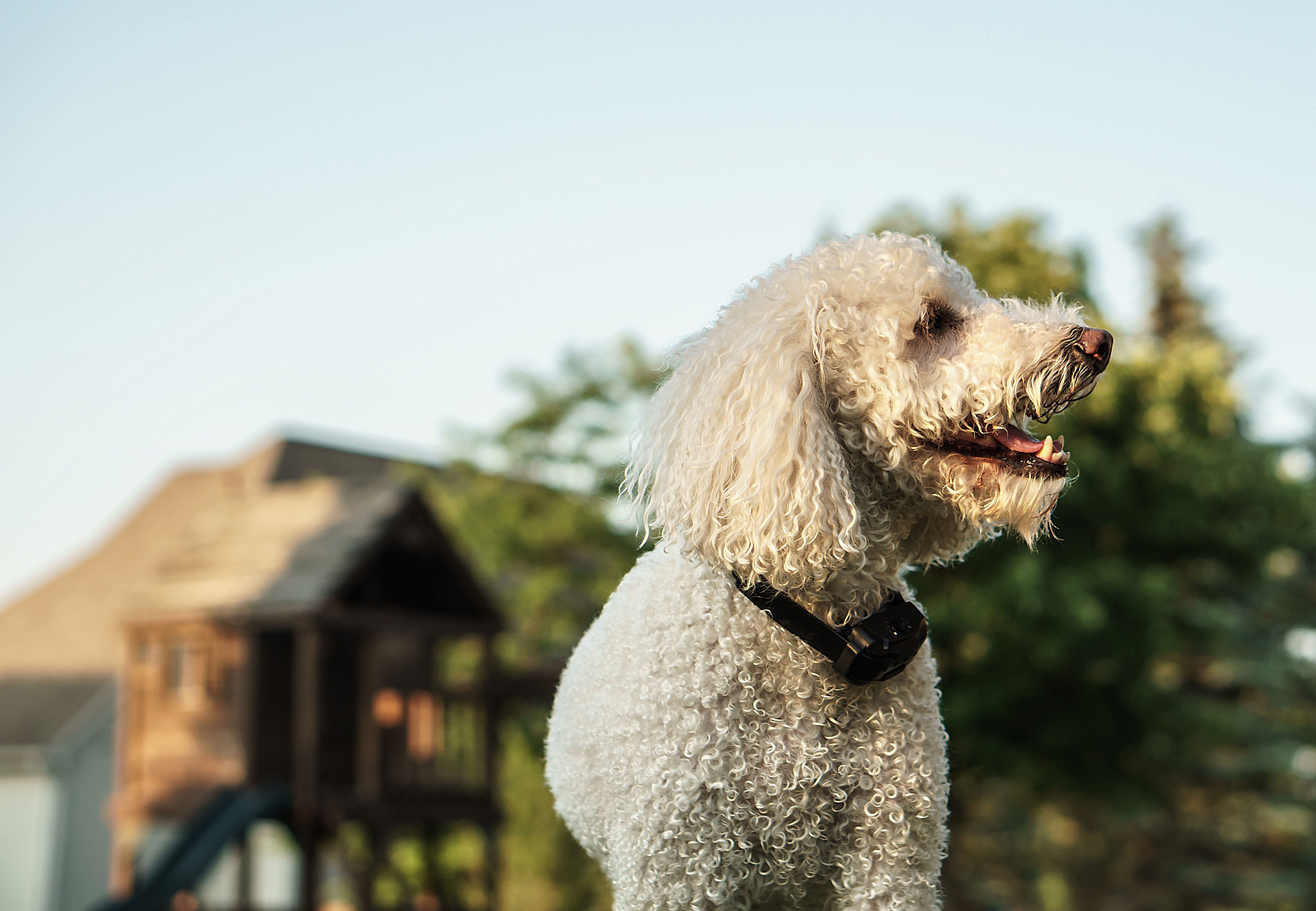 extra small bark collar