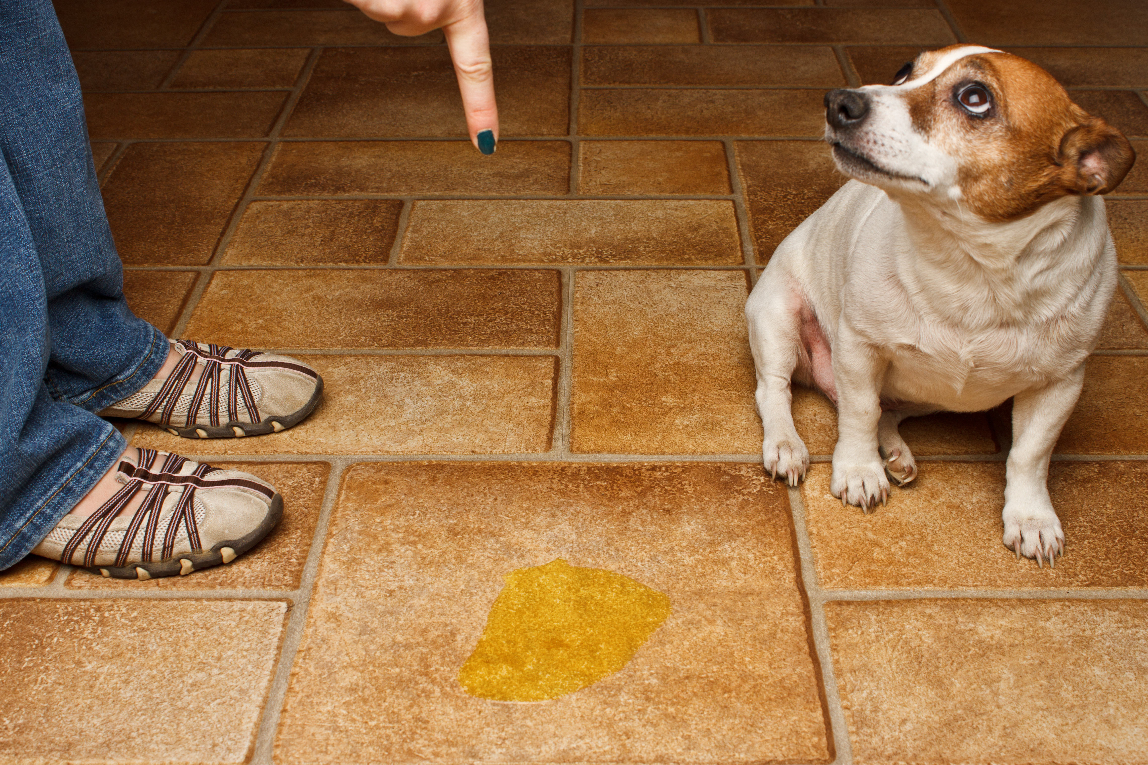 house training an older dog without a crate