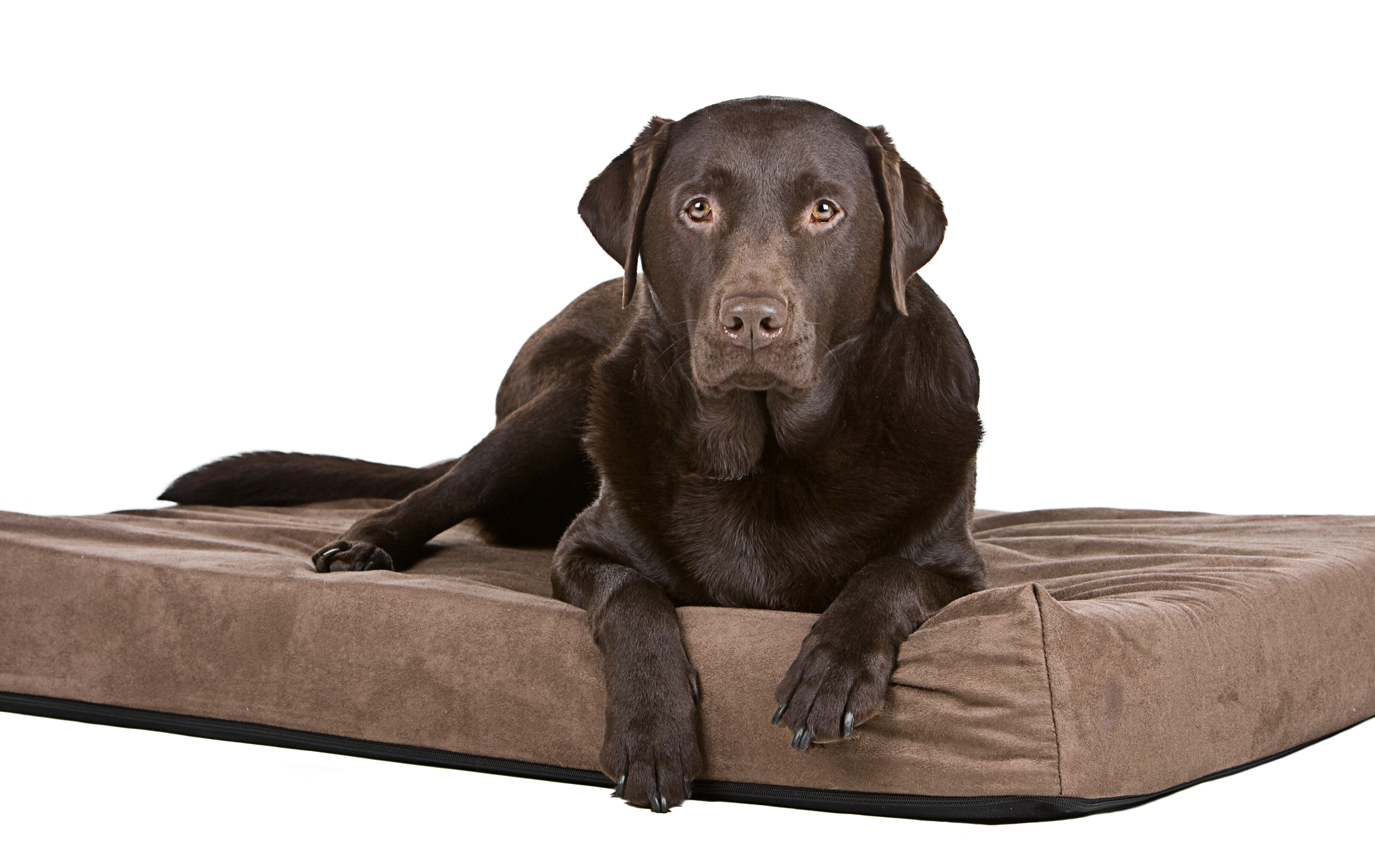 Orthopedic vs. Memory Foam Dog Bed - Training My Best Friend