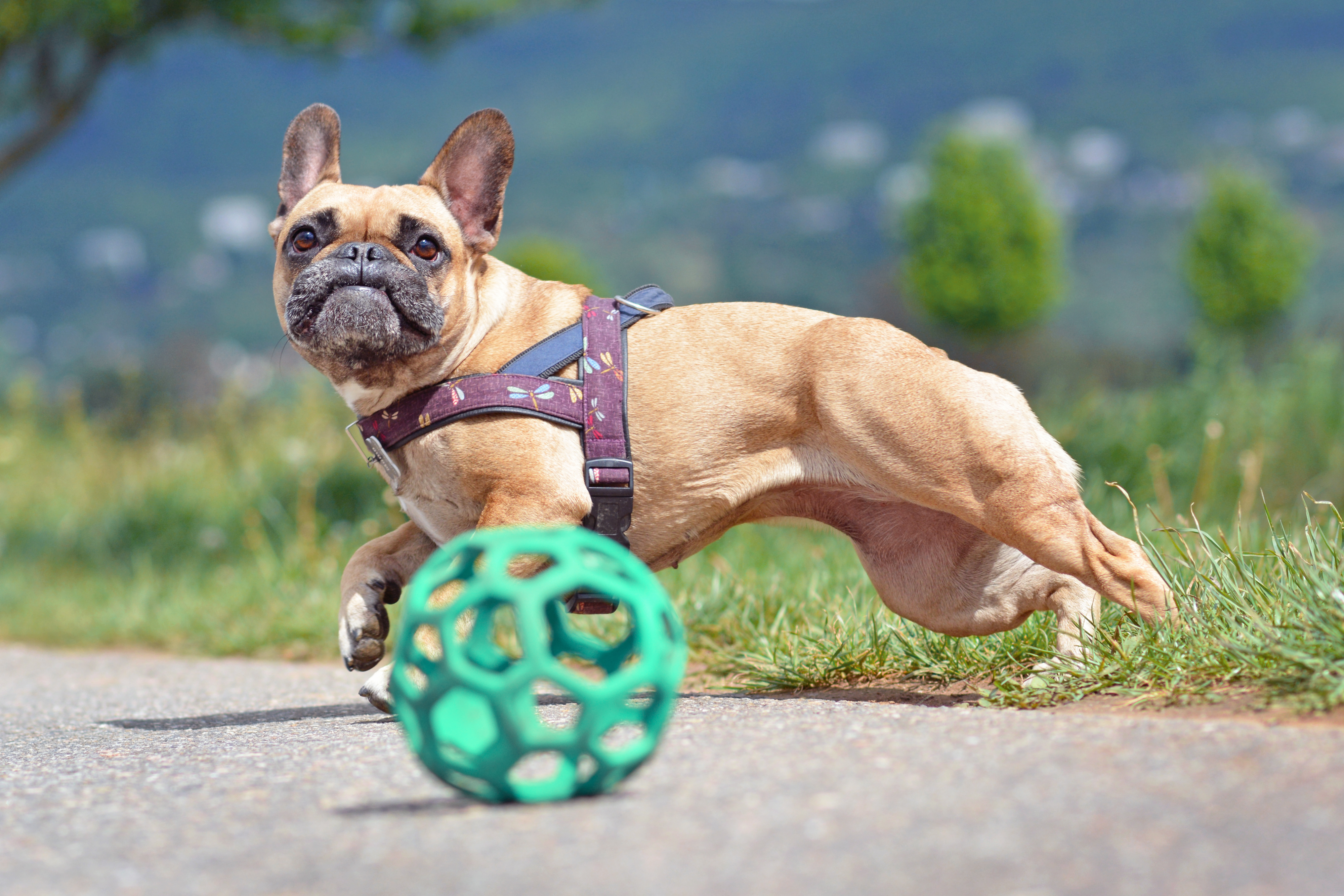 interactive dog ball by furryfido