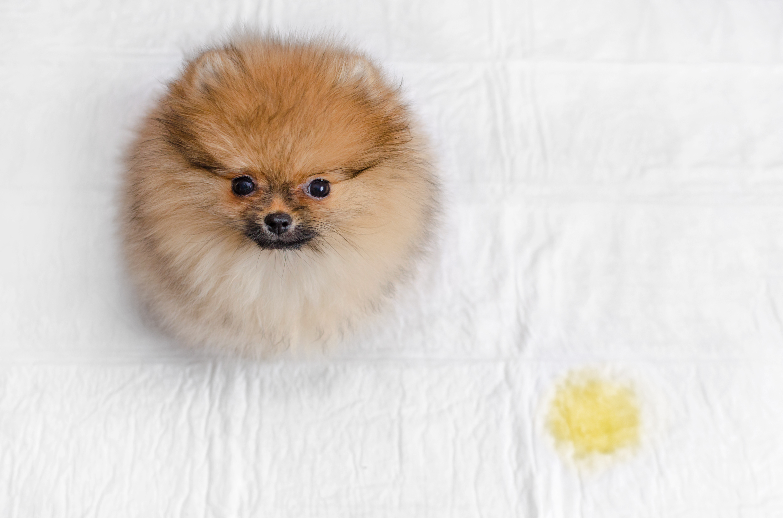 dog urinating on bedding