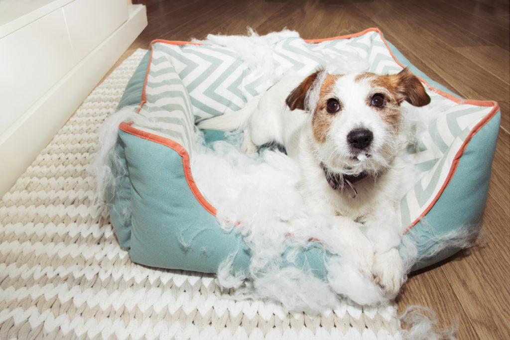 Best Dog Bed for Chewers of 2020 - Training My Best Friend