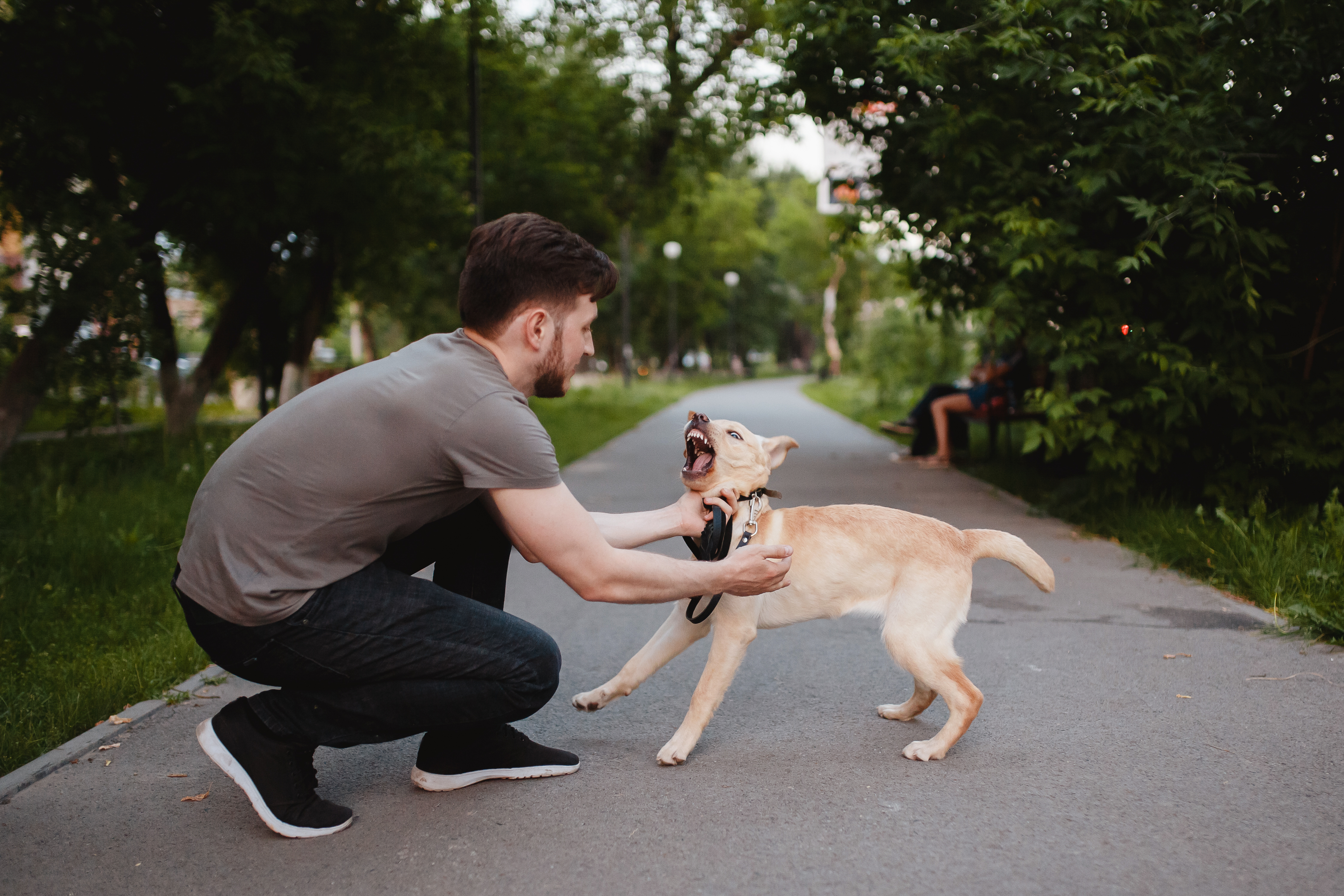 train an aggressive dog