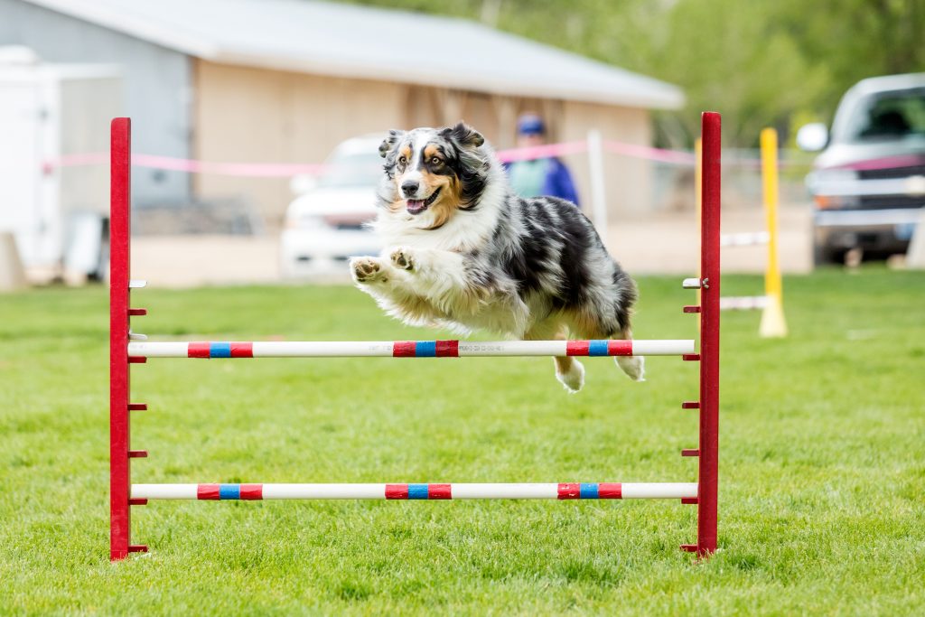 Dog Agility Training Holidays Uk at Christopher Gold blog