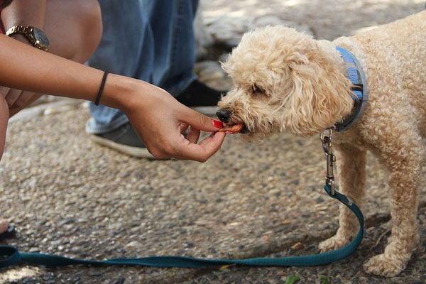 Best Dog Food for Weight Gain - Training My Best Friend