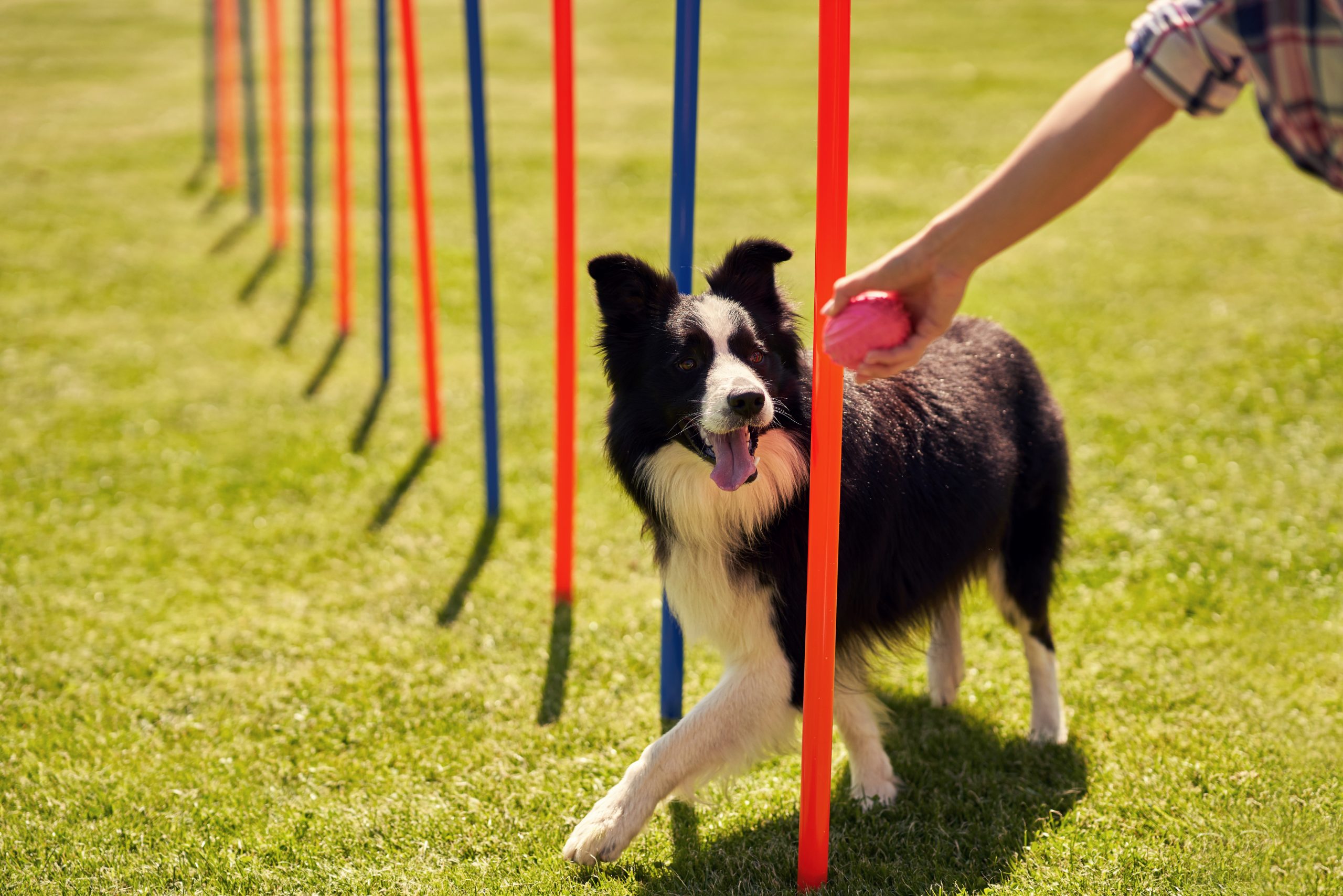 Dog Agility Training Newport at Virginia Bridges blog