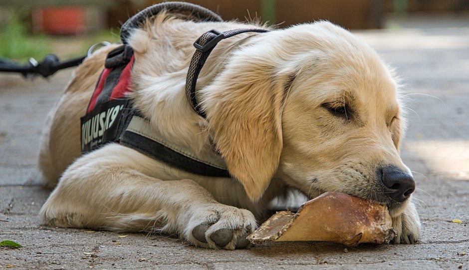 Best Dog Food for Golden Retrievers