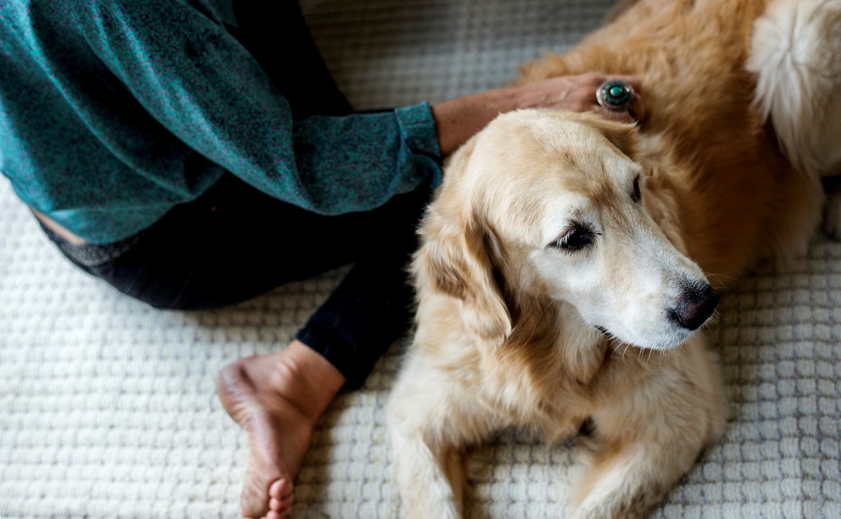 Facts about Golden Retrievers