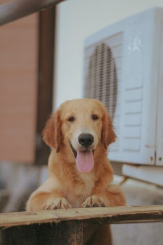 Golden Retriever Grooming