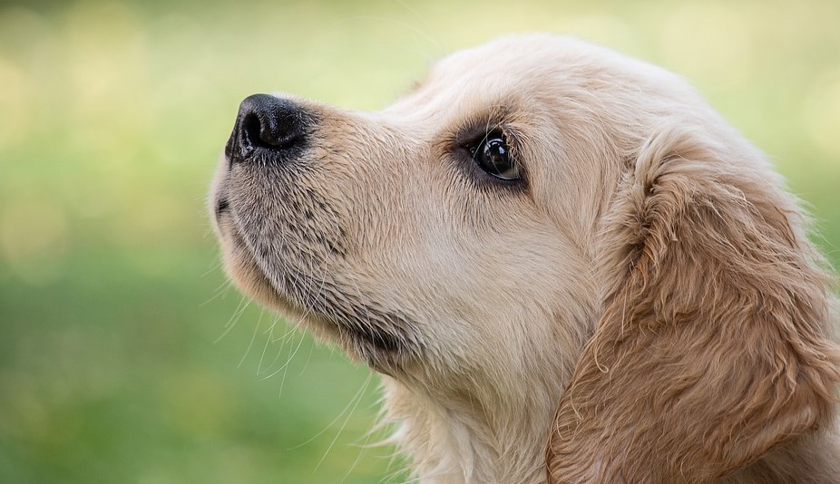 Golden Retriever Grooming Guide