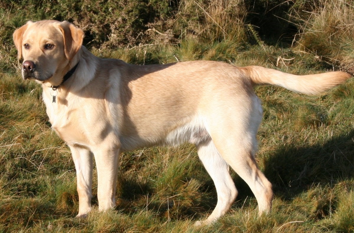 Labrador Retrievers vs Golden Retrievers