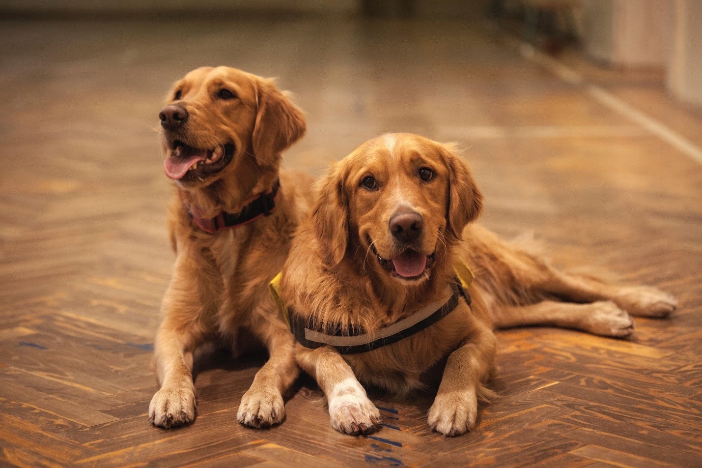 Manage Golden Retriever Shedding